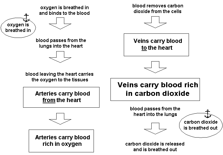 pictorial representation of blood flow information