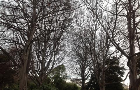 bare trees against a winter sky